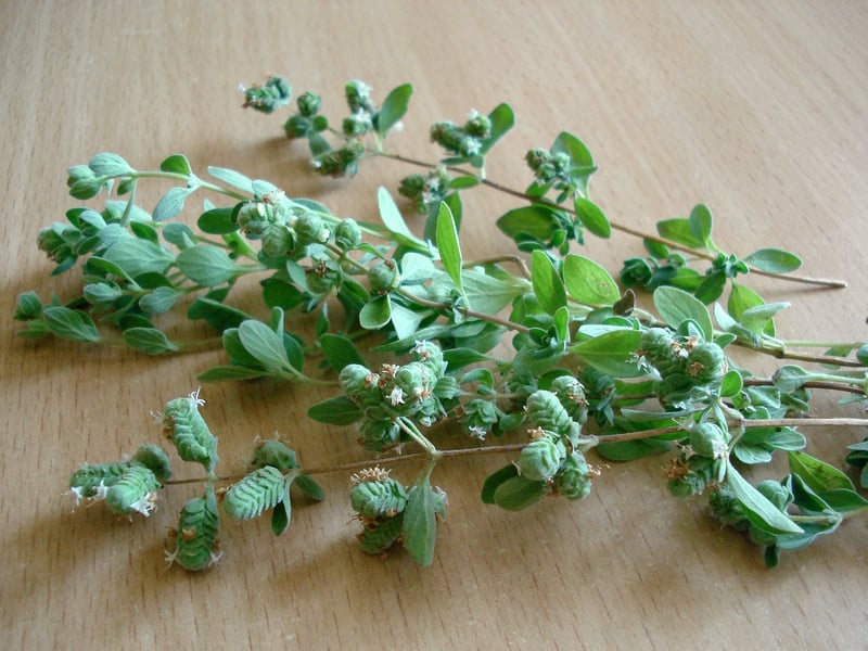 Fresh herbs