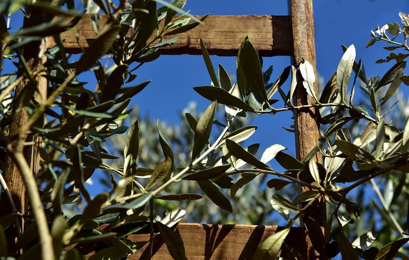 Ladder Trellis